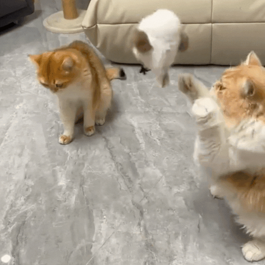 Flapping Cat Toy  Rechargeable, & Fun for Cats Reviews⭐️⭐️⭐️⭐️⭐️